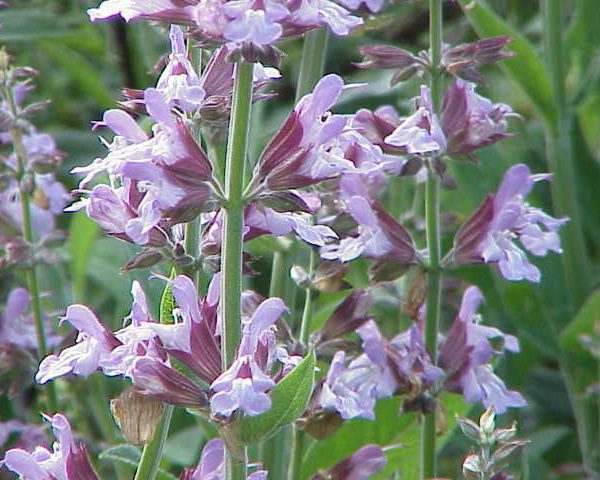 Salvia officinalis 1