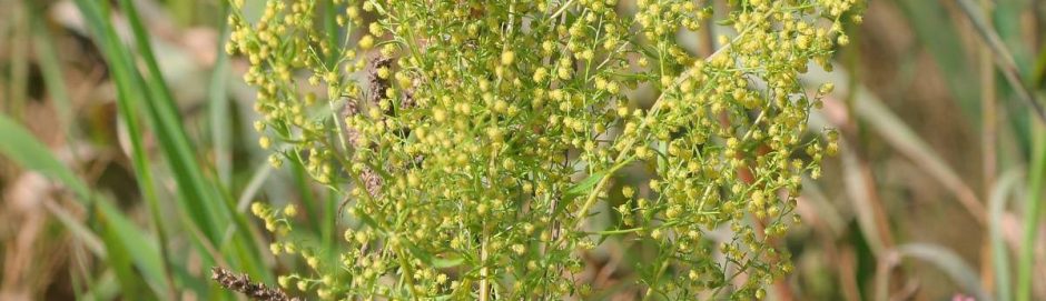 Artemisia annua 1