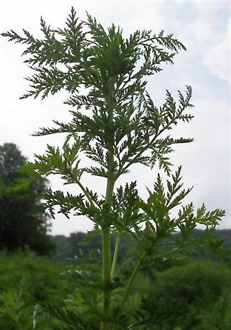 Artemisia annua 2