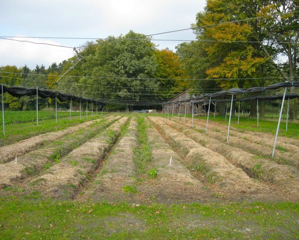 Plantfarm plot 1
