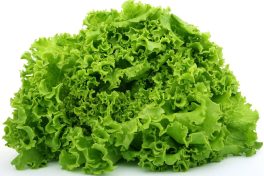 Salad bowl green lettuce 1