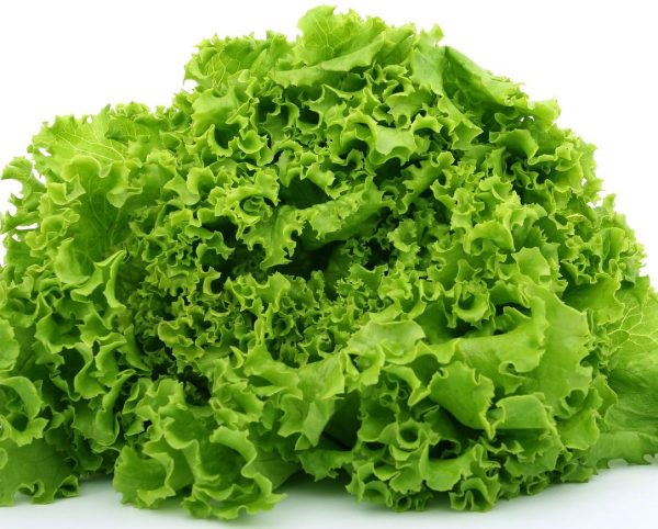 Salad bowl green lettuce 1