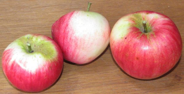 Akane apple tree 3