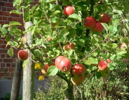 Alkmene apple tree 1