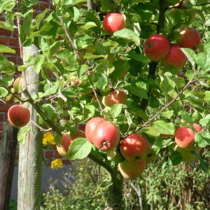 Alkmene apple tree 1
