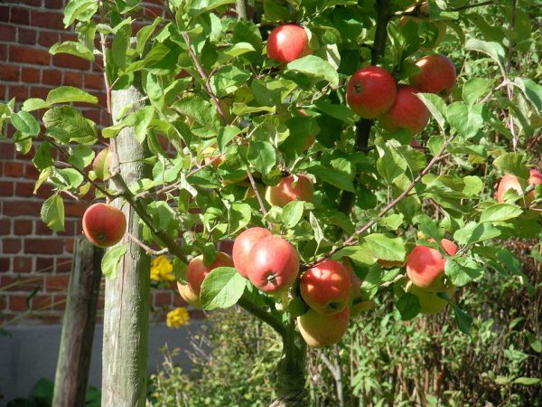 Alkmene apple tree 1