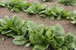 Parys HF1 spinach 1