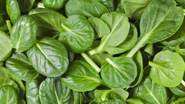 Parys HF1 spinach 3