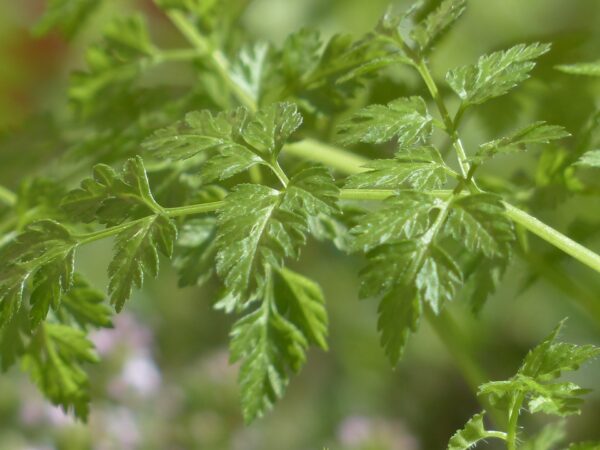 Organic common chervil 2
